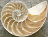 nautilus